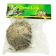 plante eternel rose de jericho de lucky reptile 