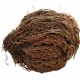 rose de jericho de lucky reptile 