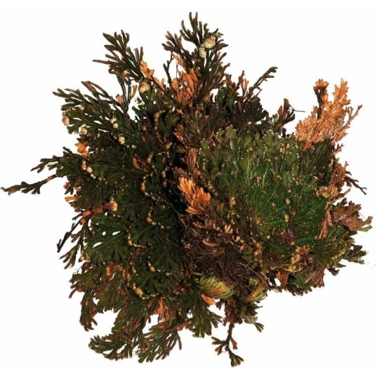 plante vivante rose de jericho de lucky reptile 