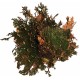 plante vivante rose de jericho de lucky reptile 