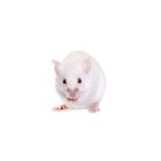 grosse souris adulte +21g de reptile bar 3041