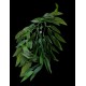 plantes artificielles pour terrarium rucus de euro-zoo kp10133