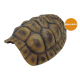 cachette en forme de carapace de tortue xl de repto r5100375
