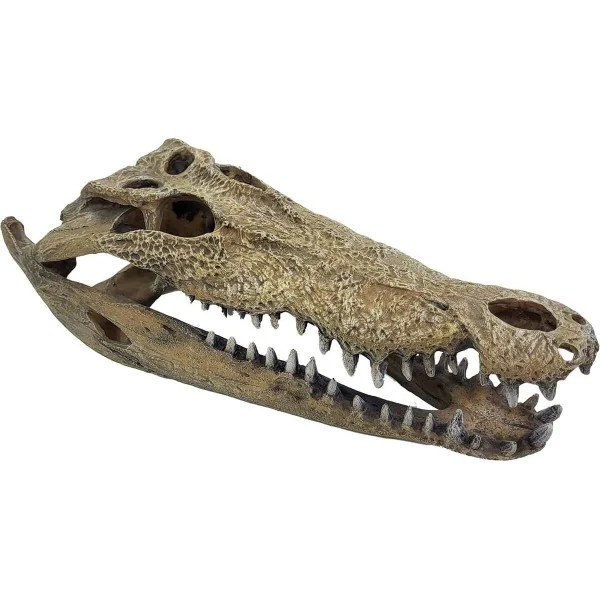 decoration pour terrarium imitation crane de crocodile xxl de repto r5100365