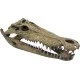 decoration pour terrarium imitation crane de crocodile xxl de repto r5100365