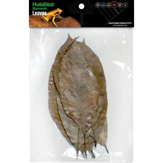 10 Feuilles d'arbre à CAOUTCHOUC Habistat