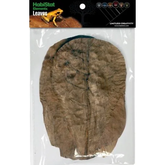 Feuille de CATAPPA x10 Habistat