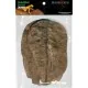 Feuille de CATAPPA x10 Habistat