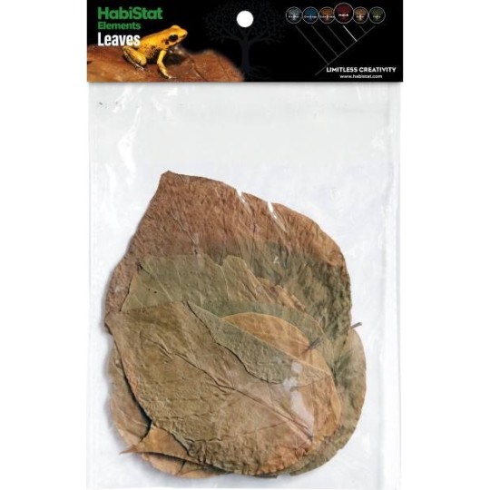 Feuilles de DADAP x10 Habistat