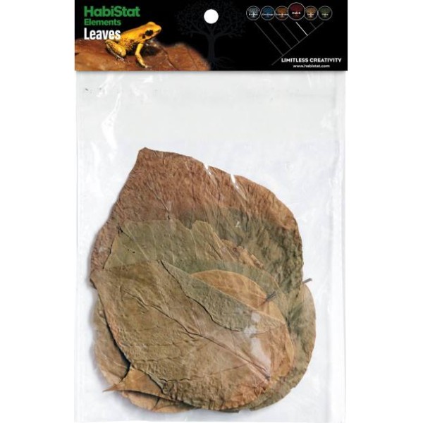 Feuilles de Dadap naturelles séchées x10 Habistat | Décor Forestier et Microclimat Bioactif