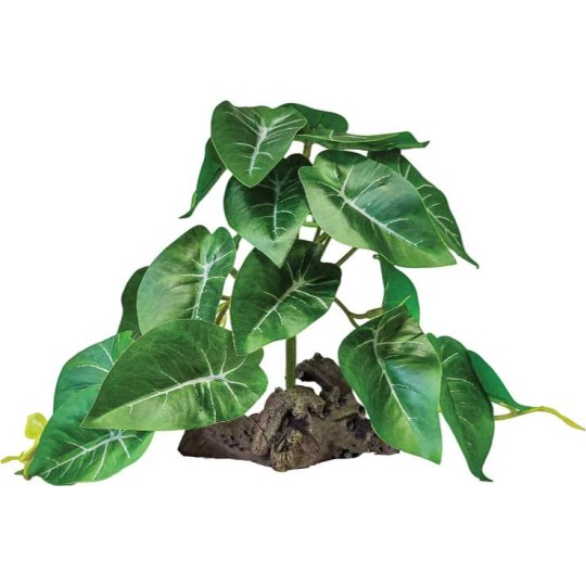 Fausse Oreille d'éléphant verte pour terrarium