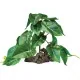 Fausse Oreille d'éléphant verte pour terrarium