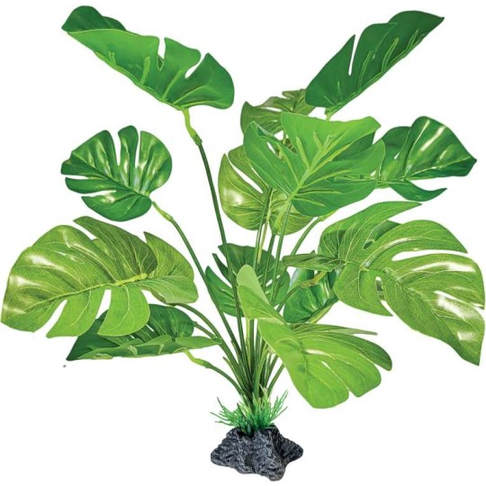 Monstera sur support pour terrarium