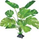 Monstera sur support pour terrarium