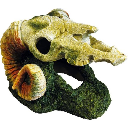 Crâne de bélier pour décorative pour terrarium