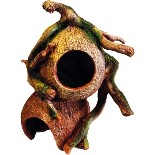 Noix de coco enracinée pour terrarium et aquarium