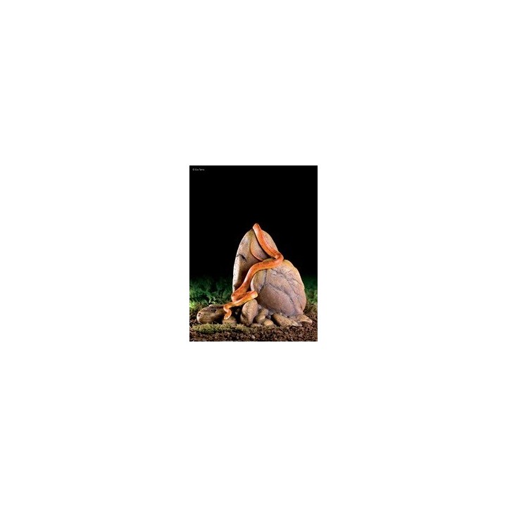 rock outcrops - large de exo-terra pt2917 (2459),rock outcrops - large de exo-terra pt2917 (2460),rock outcrops - large de exo-t