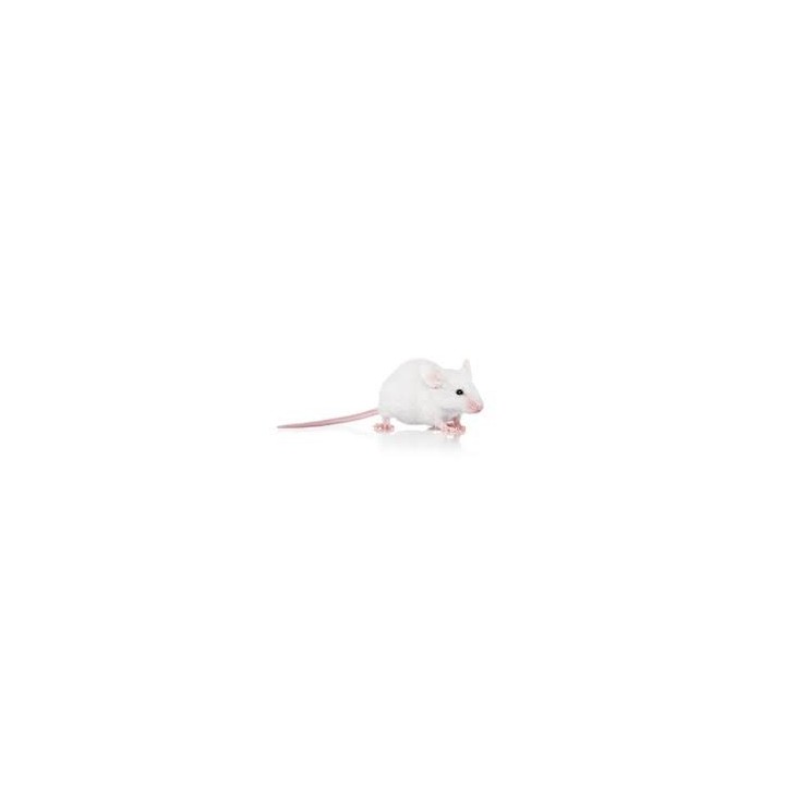 Souris adulte +16g congelé pour reptiles - VentreaTerre