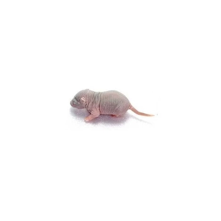 Rosés de rats congelés congelé pour reptiles - VentreaTerre