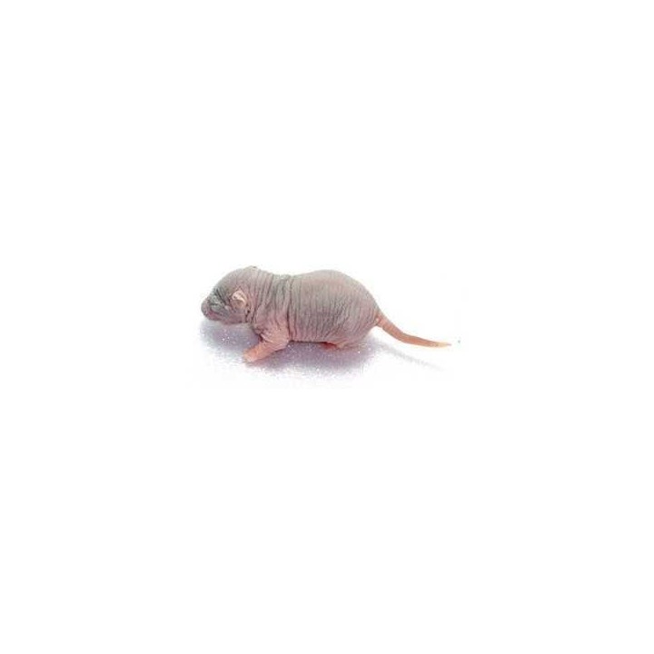 Rosés de rats congelés congelé pour reptiles - VentreaTerre