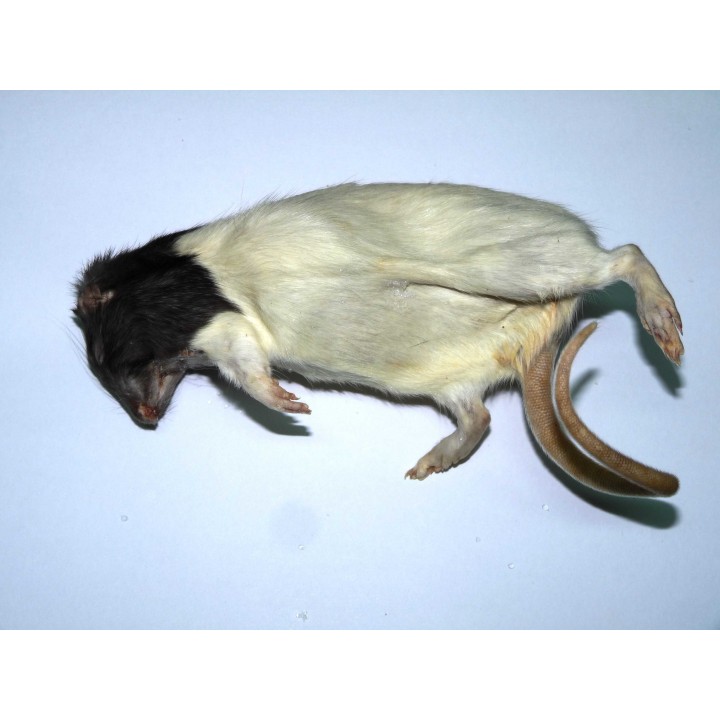 Rat +350g congelé pour reptiles - VentreaTerre