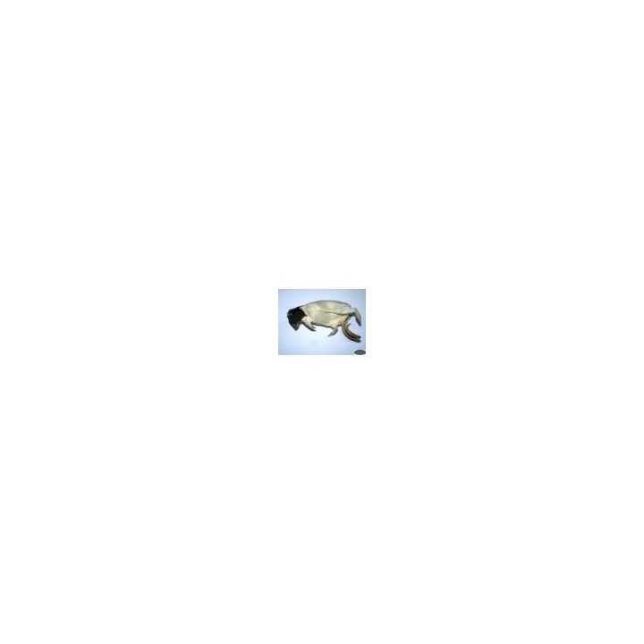 Rat +350g congelé pour reptiles - VentreaTerre