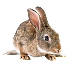 lapin congele 2kg - 2.5kg pour serpent de reptile bar 3003611 (3664),lapin congele 2kg - 2.5kg pour serpent de reptile bar 30036