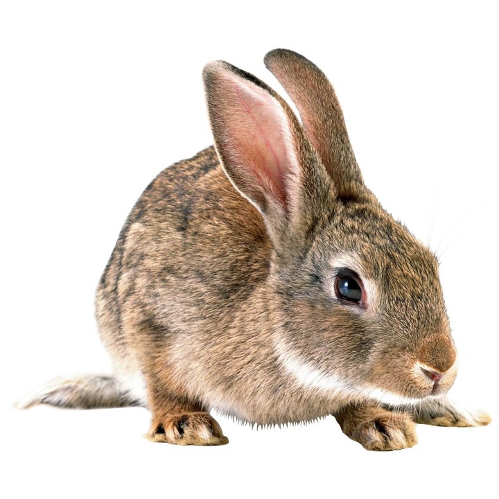 Lapin 300 - 500g congelé congelé pour reptiles - VentreaTerre